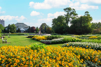 Sprawling Yellow Urban Garden in Chicago Park