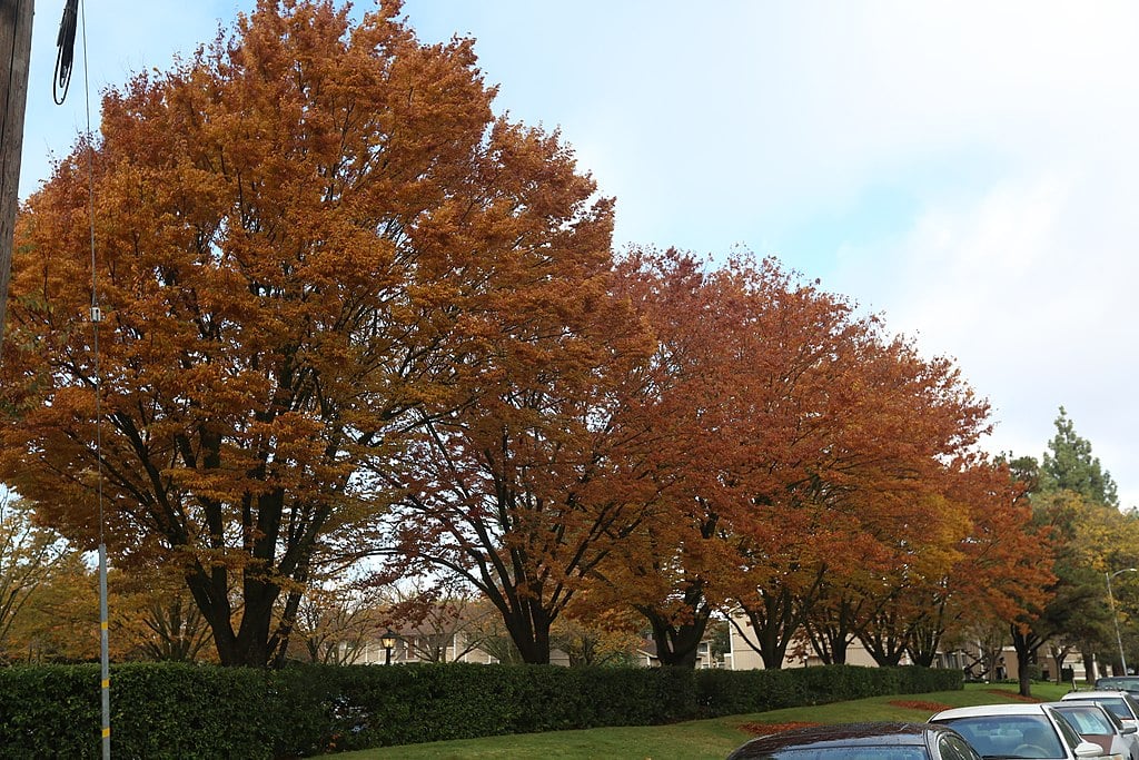 fall trees at commercial property