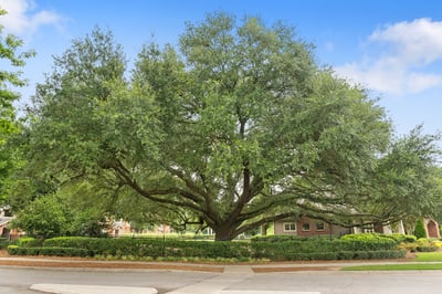 large tree - tree care services in houston, texas 