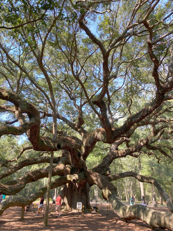 Angel-Oak-1