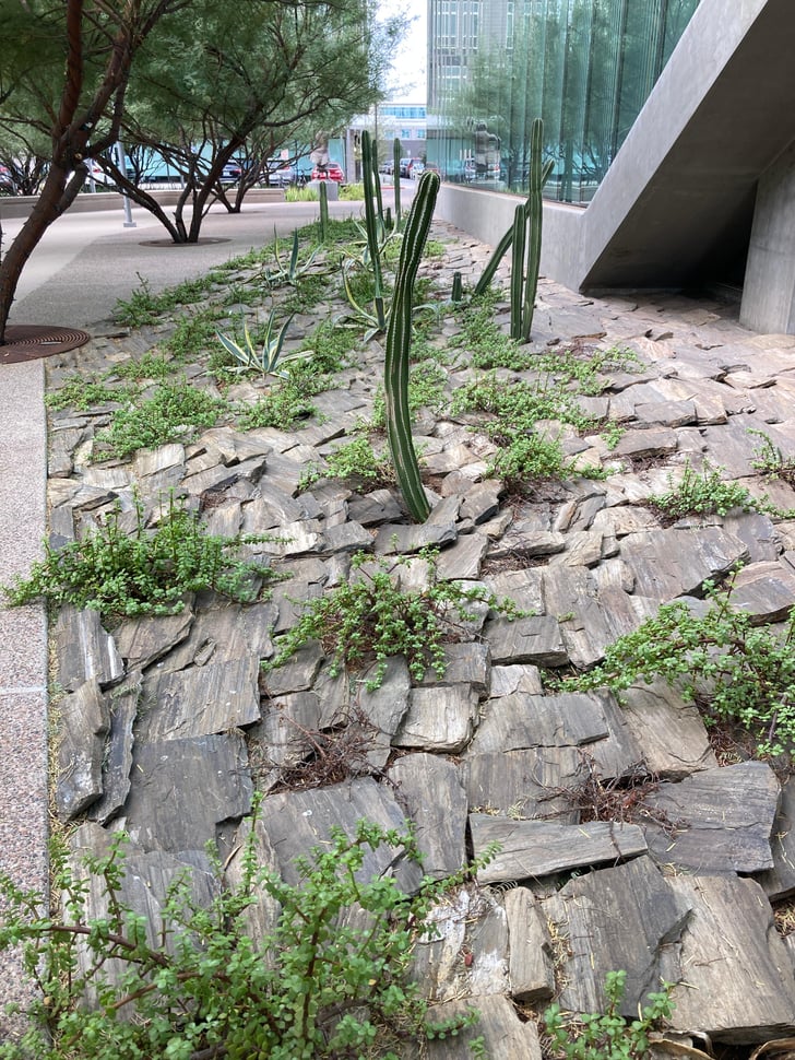 Cactus Rock Design