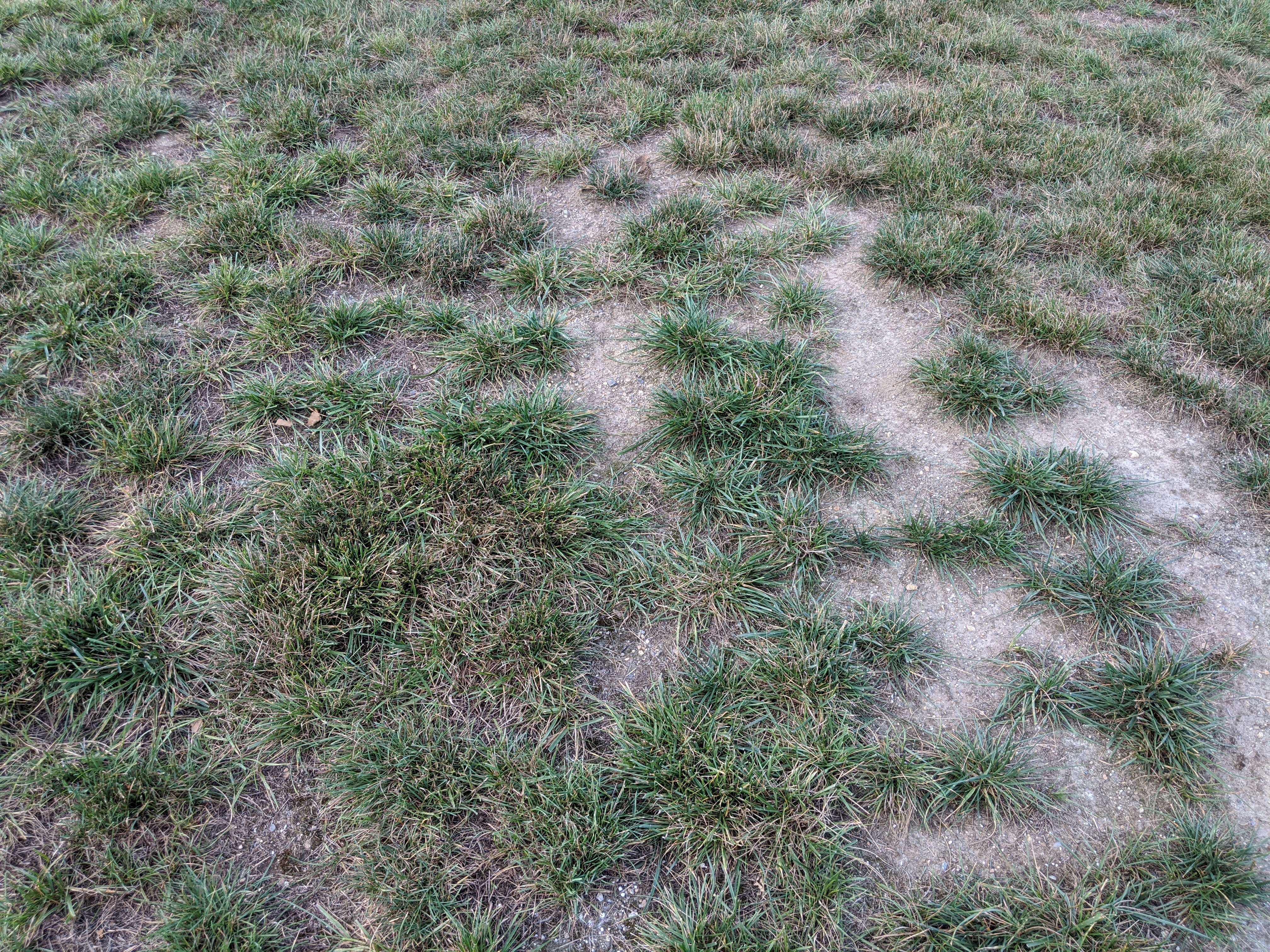 Bare spots in lawn 