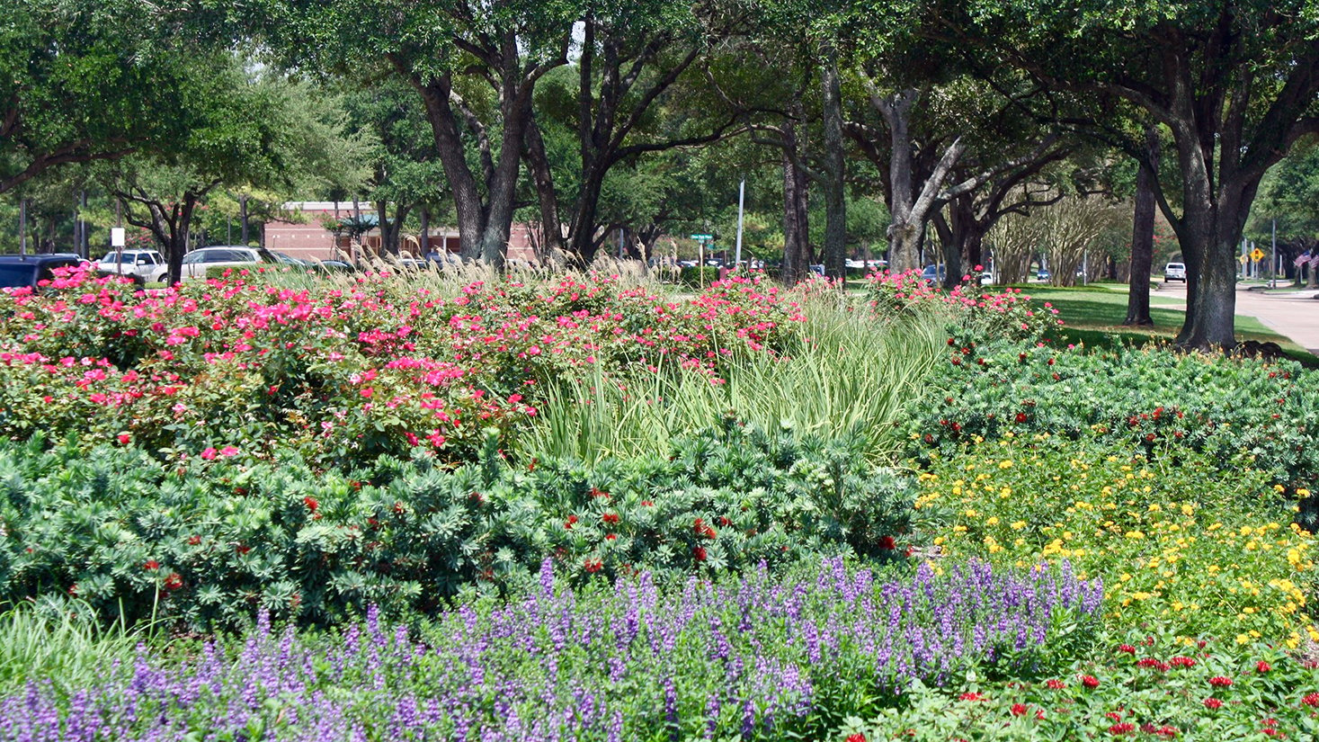 commercial landscape maintenance of plants in Dallas, TX