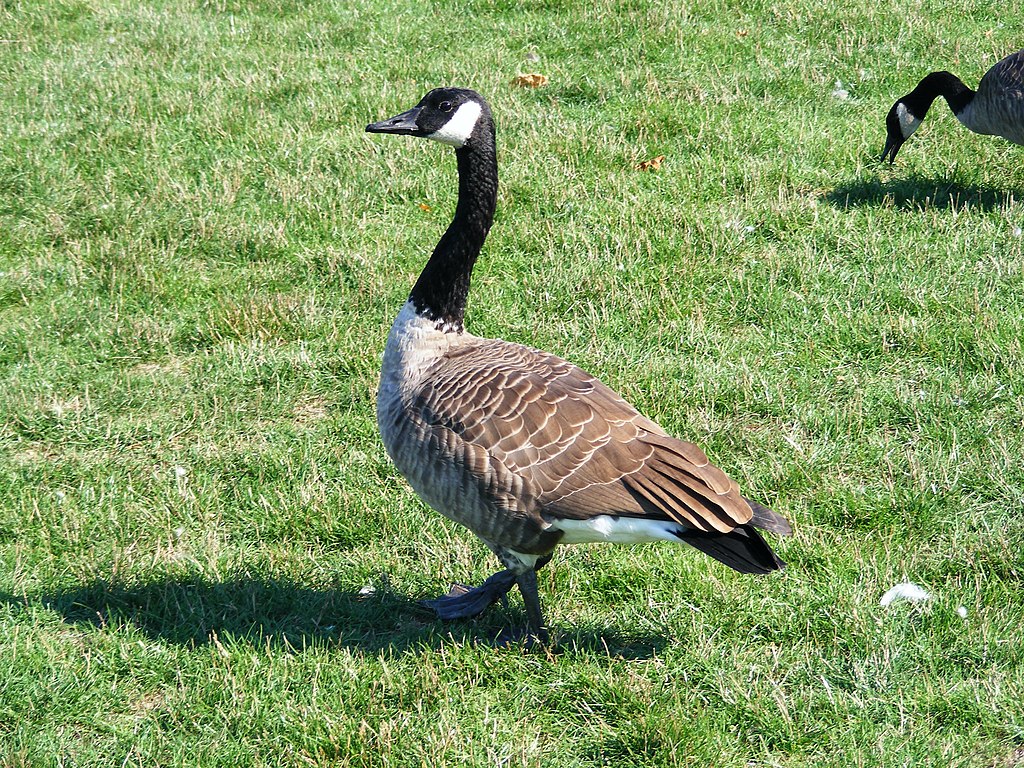 geese on grass ruining landscape