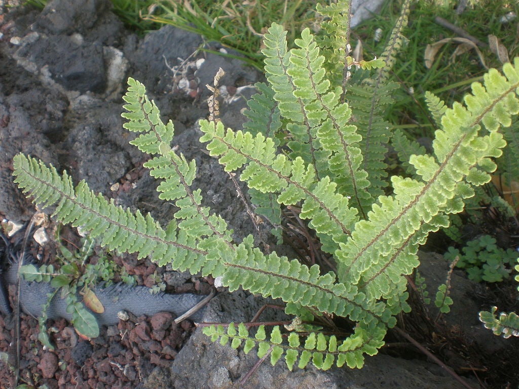 Wavy Cloak Fern