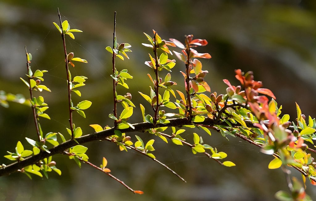 Barberry shrub