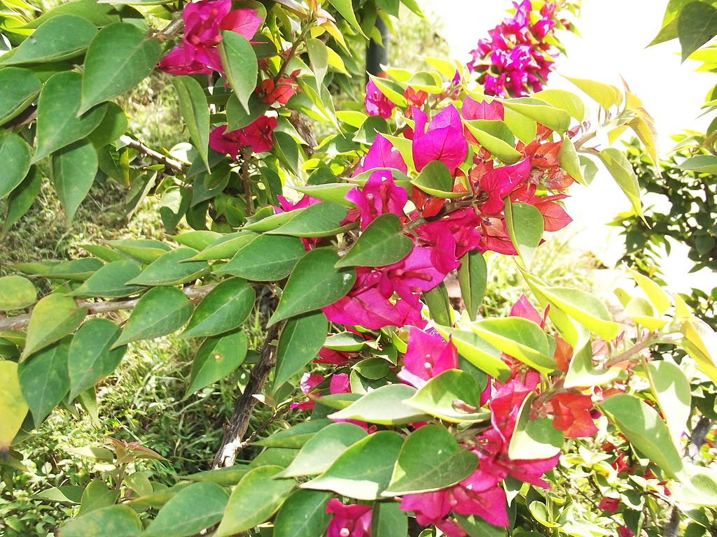 Bougainvillea torch glow