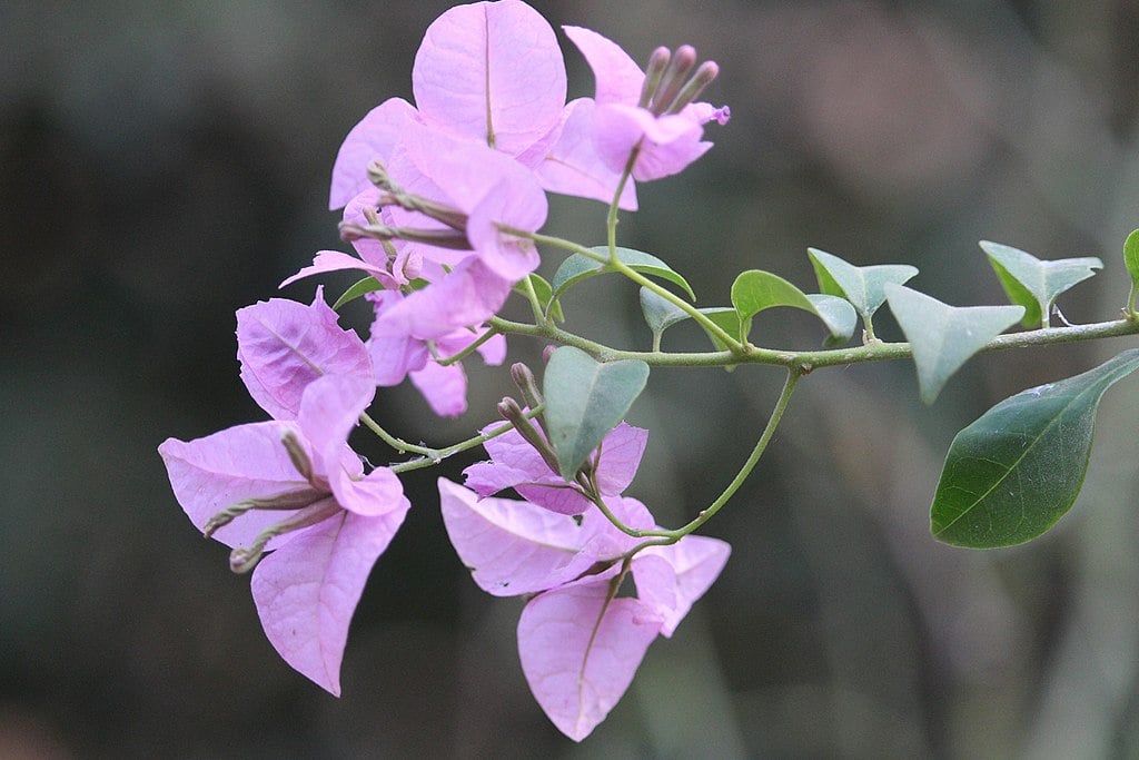 Bougainvillea