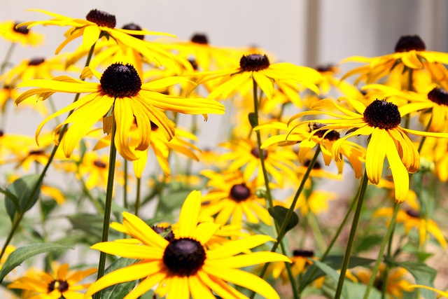 CC-Black-eyes Susans