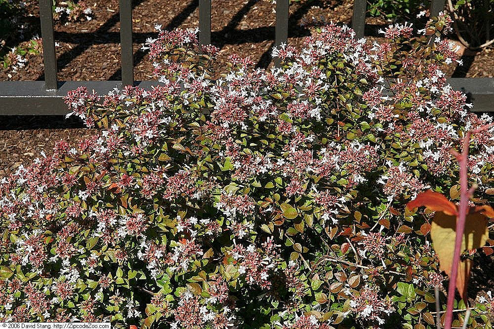 Glossy Abelia drought tolerant shrub