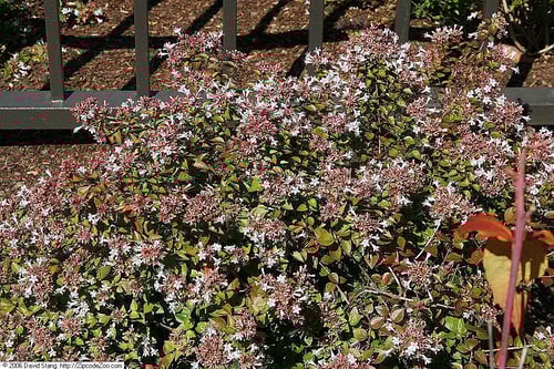Arbuste brillant tolérant à la sécheresse Abelia