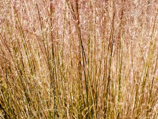 Gulf Muhly évelő fű