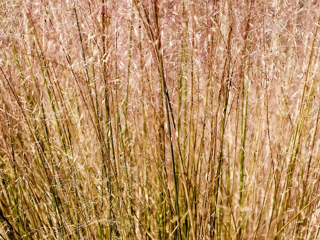 Gulf Muhly perennial grass