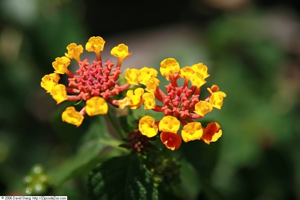 Lantana Dallas Red