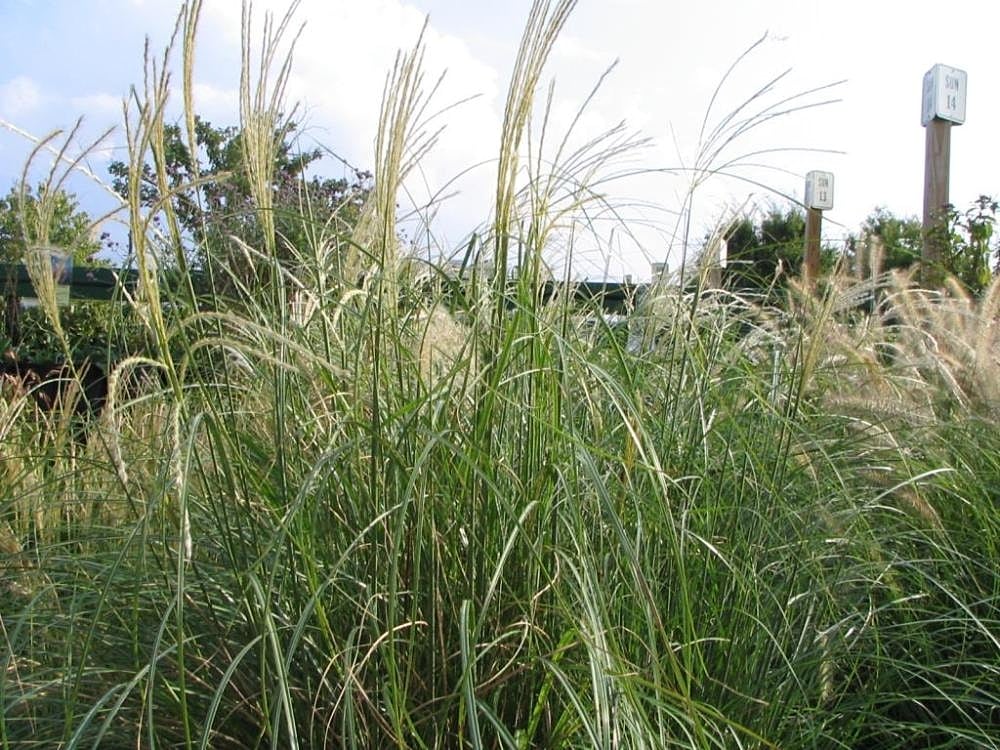 Dwarf Adagioa Maiden Grass 