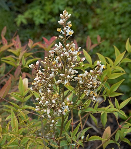 nandina más néven Mennyei bambusz