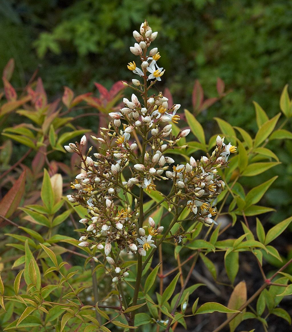 Nandina also known as Heavenly Bamboo