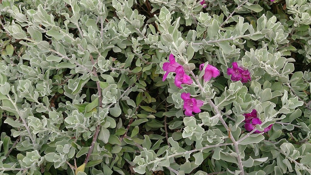 Texas Sage