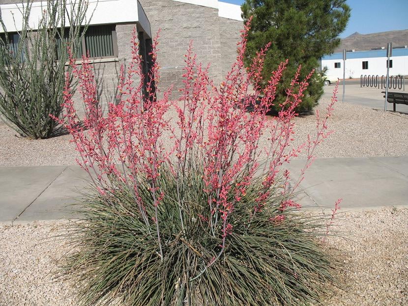 Red Yucca