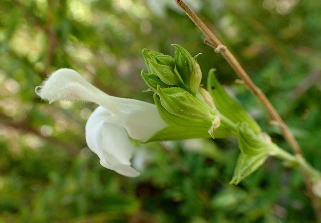 Autumn Sage evergreen shrub