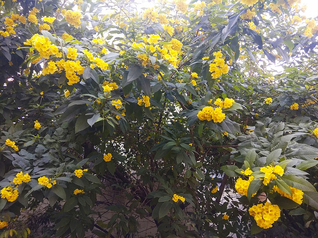 Yellow Bell plant