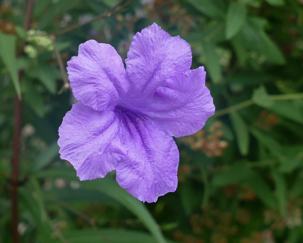 Wild Petunia Ruellia