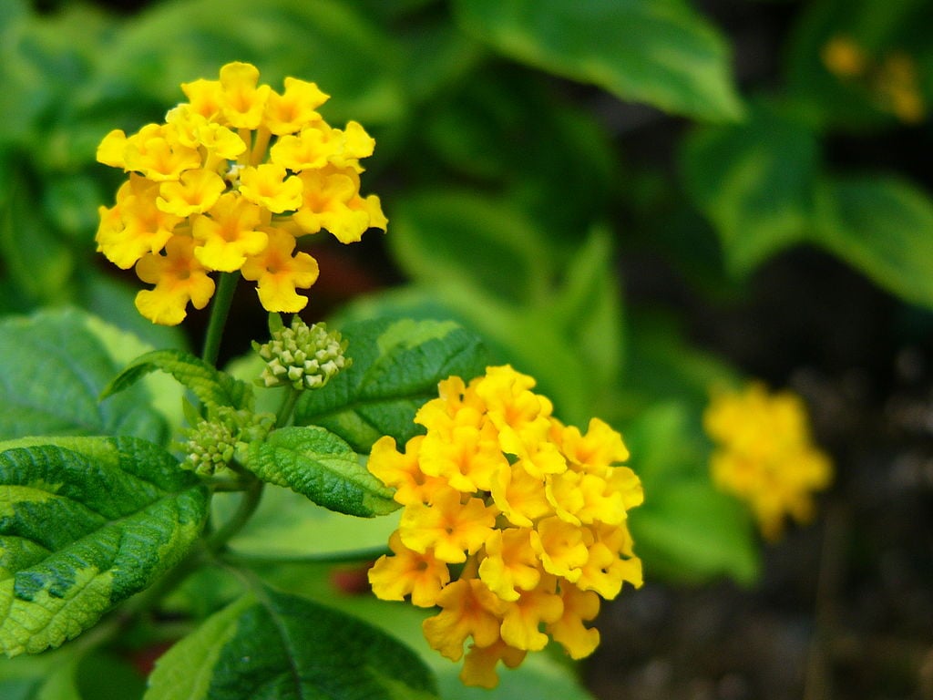 Yellow Lantana 