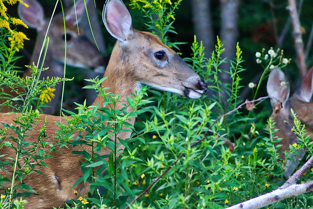 deer in yard damaging landscape