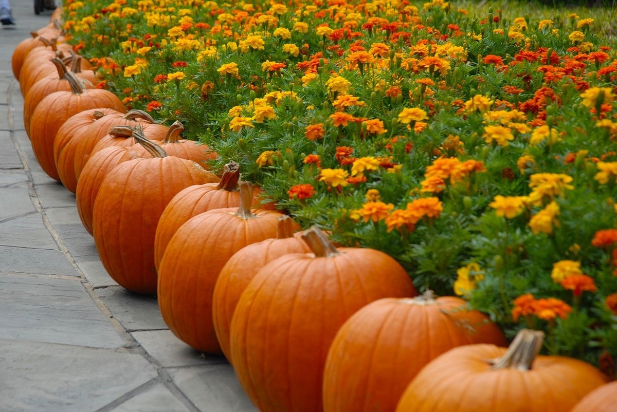 pumpkins and flowers add fall color to walkway