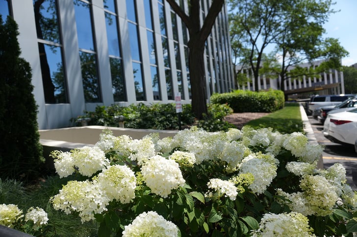 Hydrangea Flowers, Commercial Landscape Design
