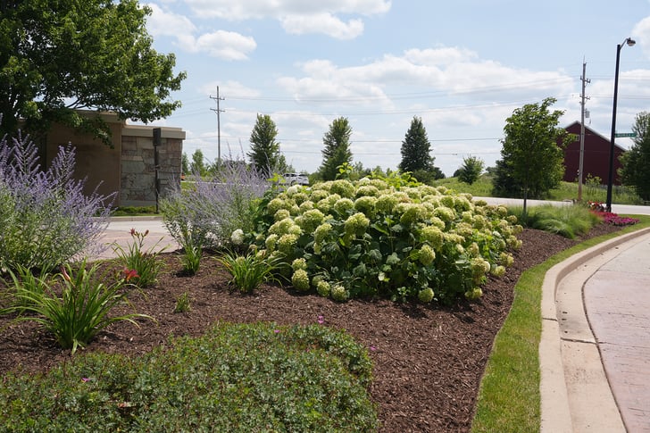 Close-up of rich, dark brown mulch surrounding vibrant green plants