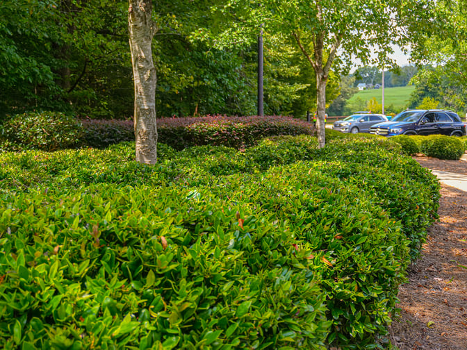 Green Shrubs, Defensive Landscaping