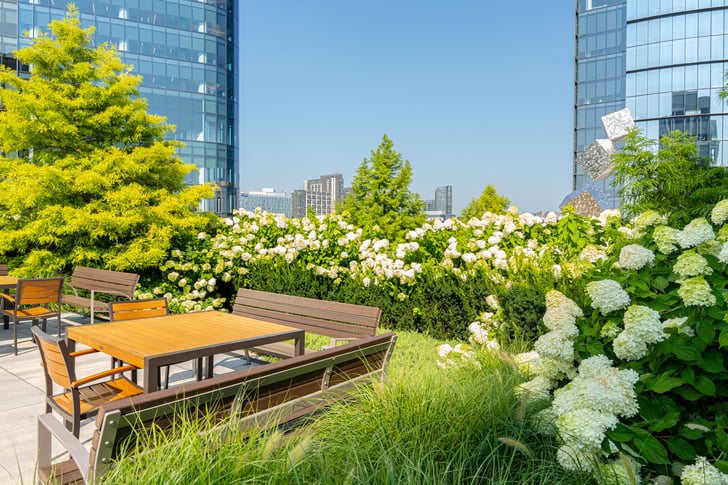 Rooftop Garden With Skyscrapers in Background