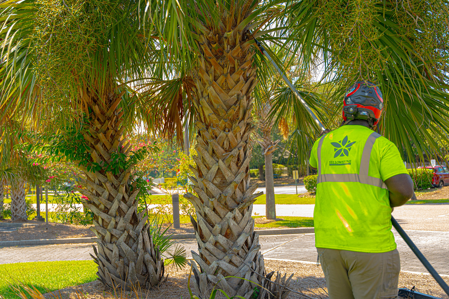 Palm Tree Pruning Jacksonville, FL