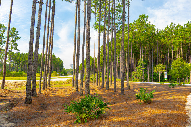 Pine Straw mulch around trees to protect roots and improve aesthetics.