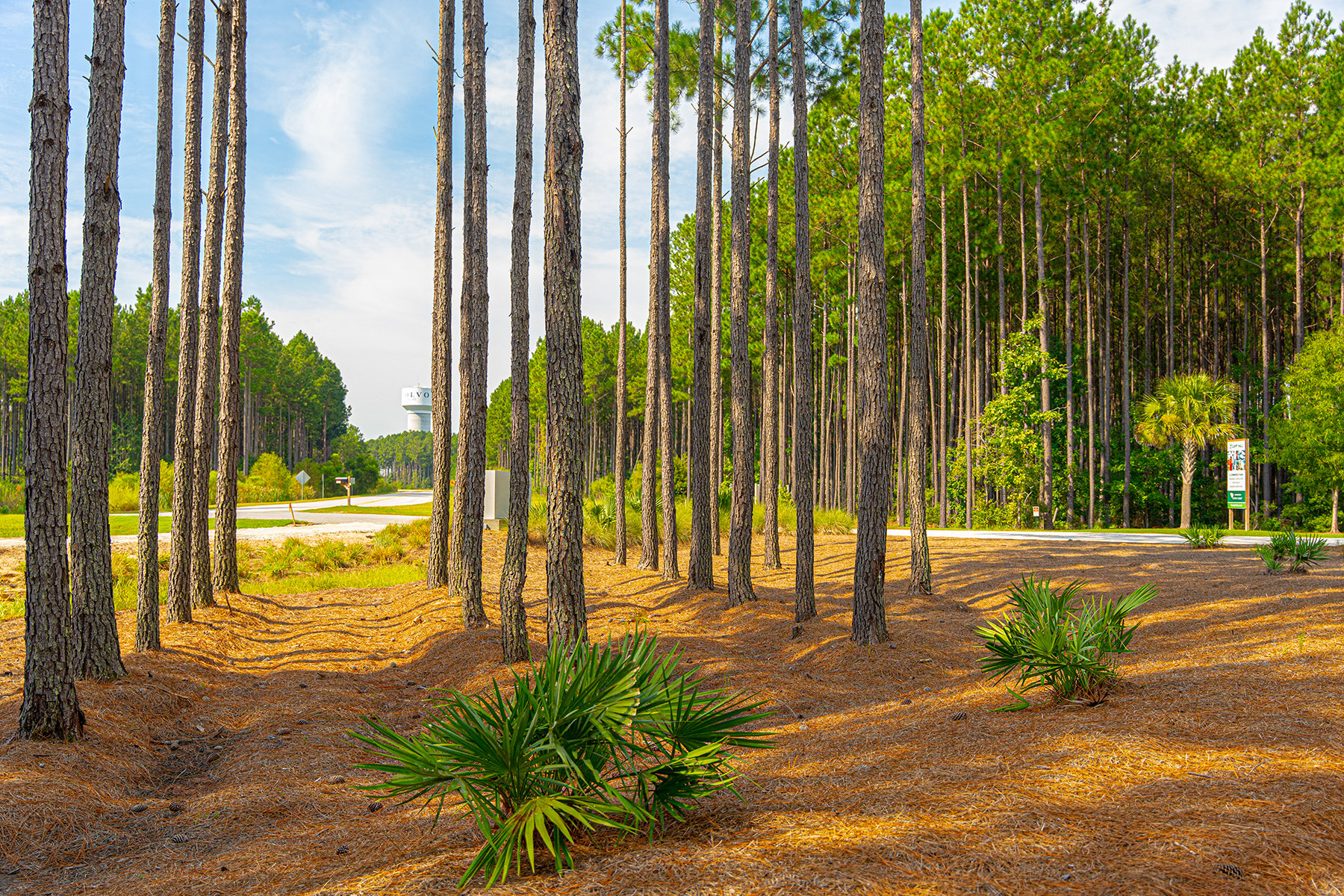 Pine Straw mulch around trees 