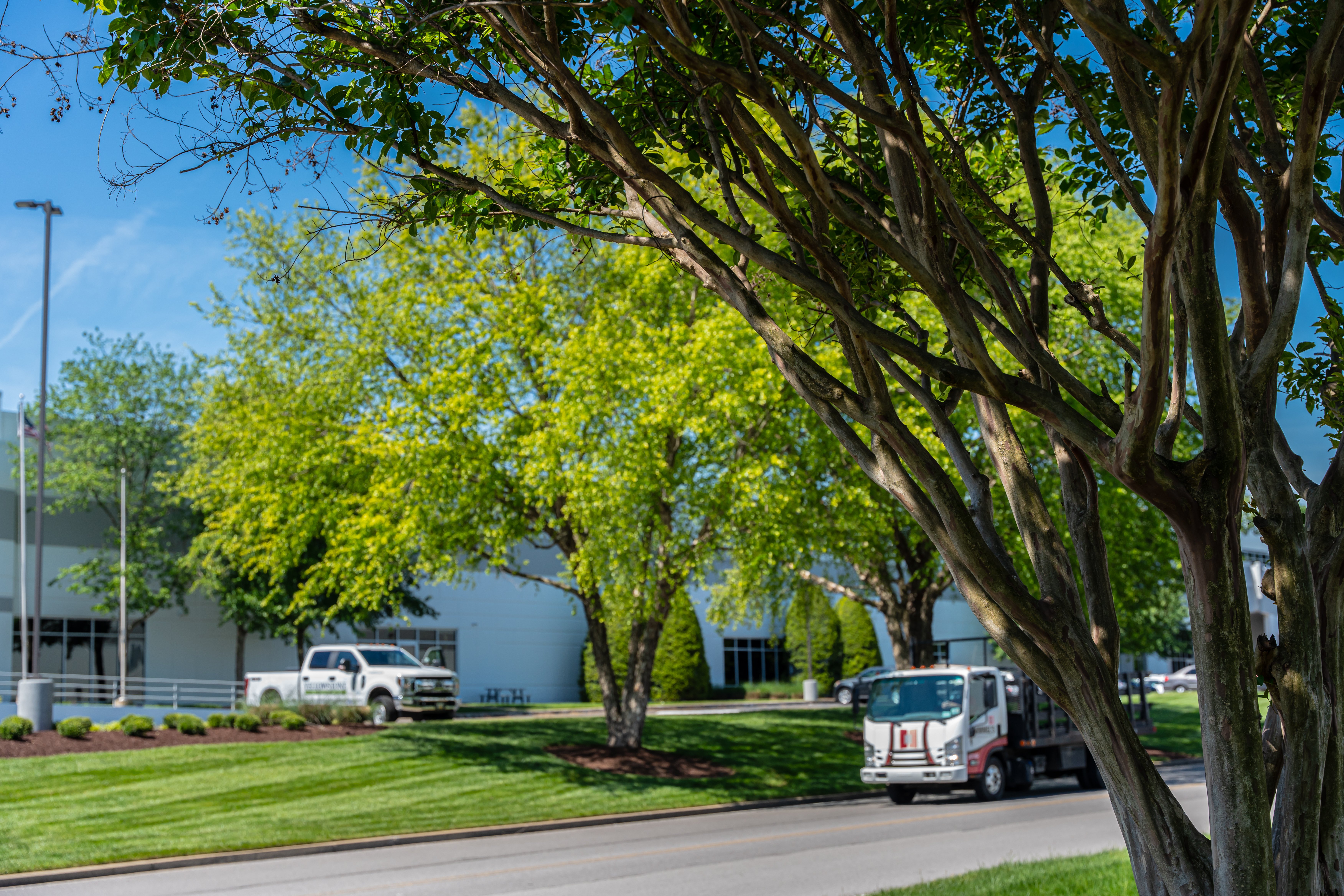 Close up view of tree