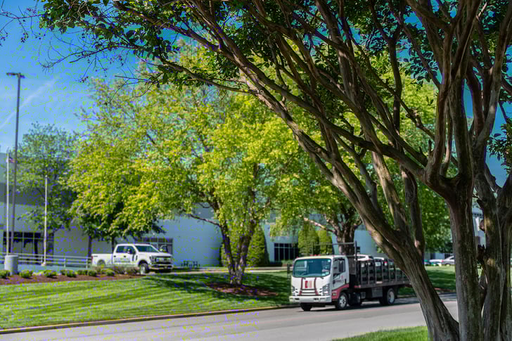 Professional tree and shrub care services 