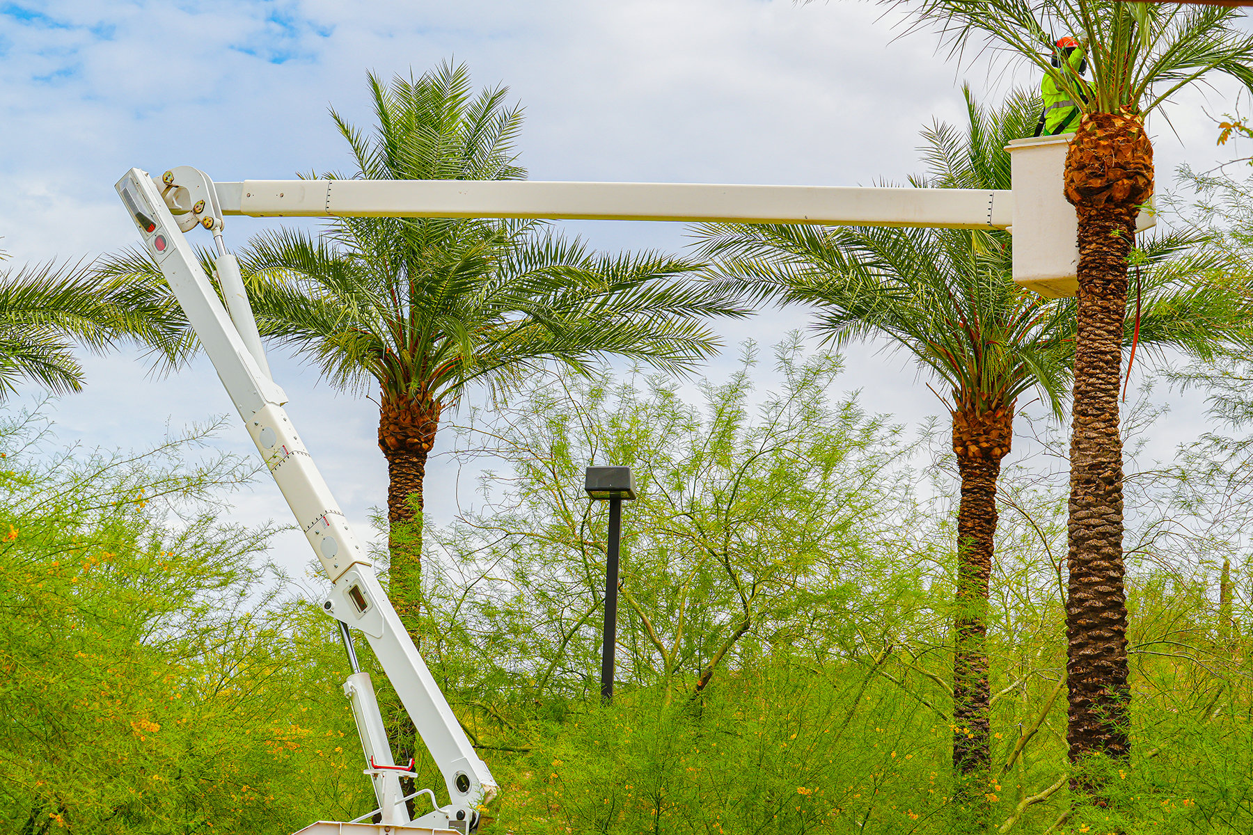 Palm Tree Trimming Service In Naples, FL