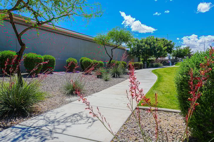 Native Planting Example in Arizona | Yellowstone Landscape 