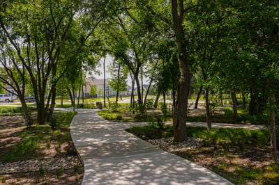 Trees along path | Yellowstone Landscape Tree Care