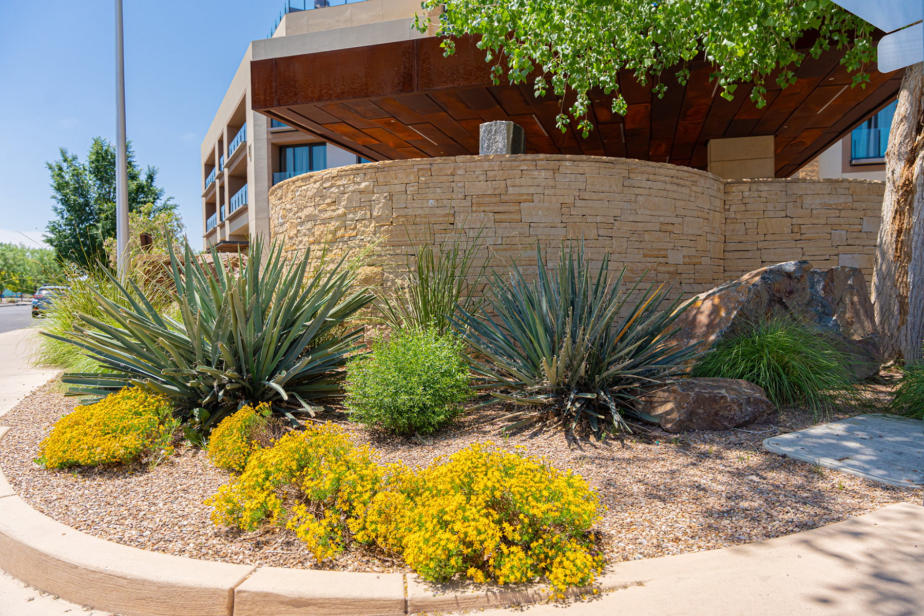 Cactus & Yellow Flower Bushes along Hotel Entrance abq landscaping service 