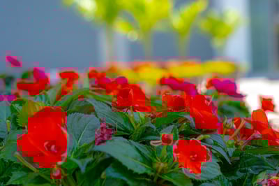 red flowers