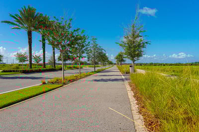 Trees along drive-way | Commercial Landscaping Solutions 