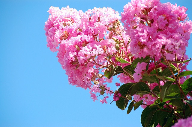 When is the Best Time to Trim Trees in Austin, Texas?