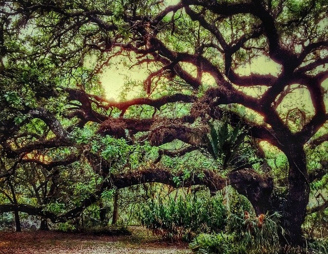 Native plant texas live oak