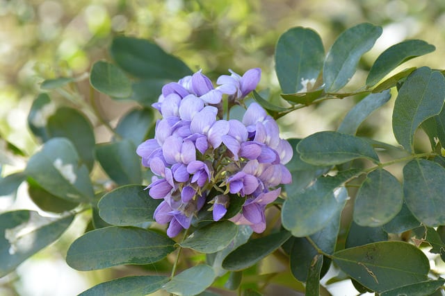 Native Plants Ornamental Trees