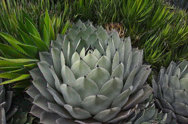 native plant texas century plant
