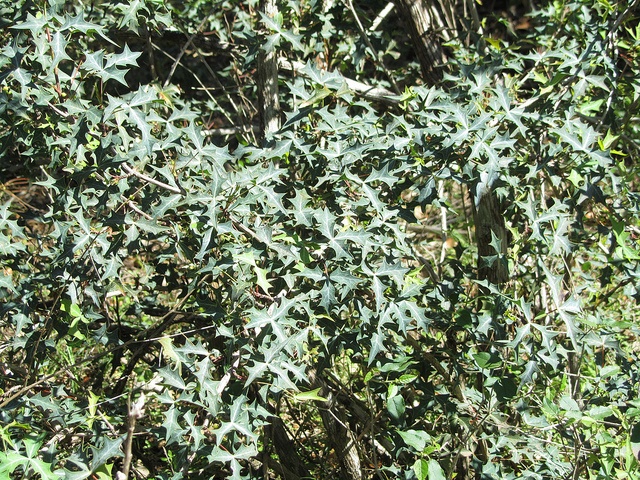 native plants argarita shrub