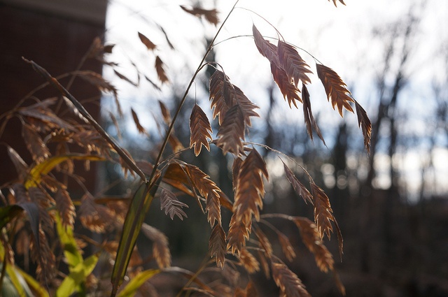 native plant texas inland sea oats